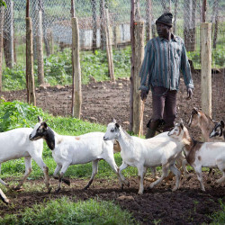 A goat herder at the farm Mara outside the Kenyan city of Eldoret Monday 8 June 2015
