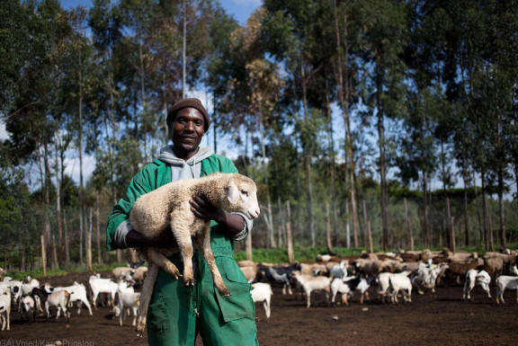 Worker Dickson Miese pose with a goat at the farm Mara outside the Kenyan city of Eldoret Monday 8 June 2015
